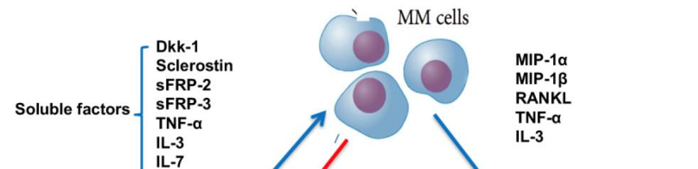 Osteoblasti (OBL) e MM Tian E et al, NEJM 2003; Oshima T, Blood 2005 Wntsignalingpathway: proliferazione e