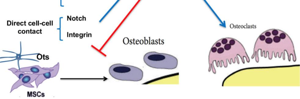 scheletrico Inibitori di Dkk-1 in fase di studio Inibizione a lungo termine dell osteoblastogenesie