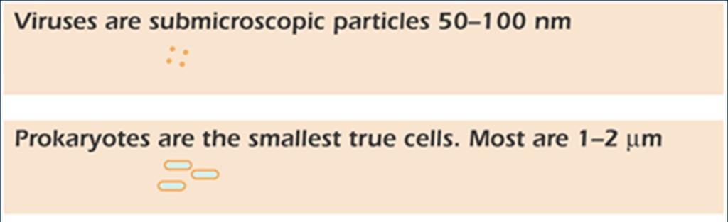 DIMENSIONI DELLE CELLULE Ci sono solo 2 tipi di cellule: 1.