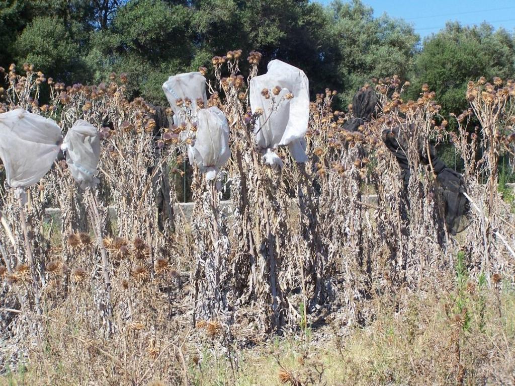 Azienda Cassibile Siracusa del CNR - ISAFOM Campo