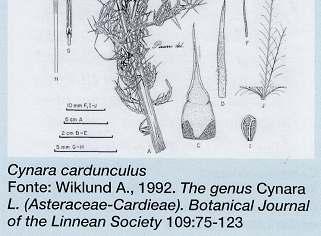 Subspecie Compositae o Asteraceae Tubuliflorae Cynareae Cynara cardunculus