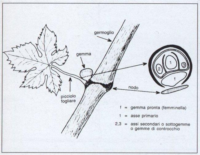 GEMME La GEMMA MISTA formata all ascella delle foglie del germoglio.