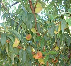 Tabacchiera tardiva 173 BRONTE Caratteri agronomici epoca di