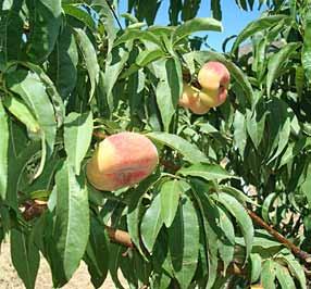 Tabacchiera Intermedia 185 CENTURIPE Caratteri agronomici epoca di