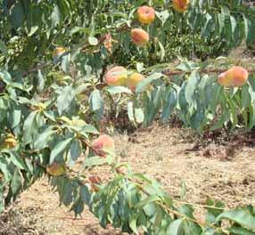 Tabacchiera gialla 189 BRONTE Caratteri agronomici epoca di