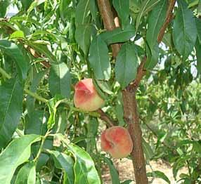 Tabacchiera precoce 193 BRONTE Caratteri agronomici epoca di