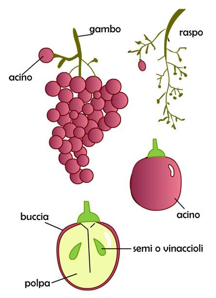 genere vini di ottima qualità, mentre terreni tendenzialmente argillosi, più idonei a uva a bacca rossa, danno origine a vini complessi, morbidi e longevi.