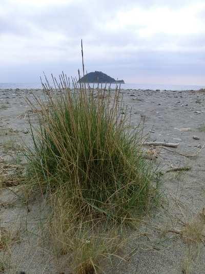 4.3. Habitat costieri Le spiagge di questo Paraggio rappresentano oggi il sito più interessante e con maggiore potenzialità per quanto riguarda la presenza della vegetazione psammofila e di ambienti