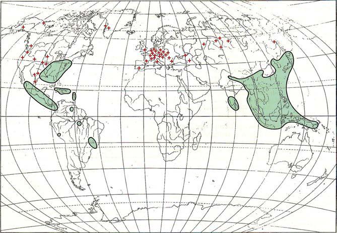 MAGNOLIA Areali attuali e fossili Areali fossili Areali attuali Magnolia grandiflora: distribuzione degli areali attuali (campiture verdi) e di quelli fossili di età Cretaceo sup. (puntino rosso).