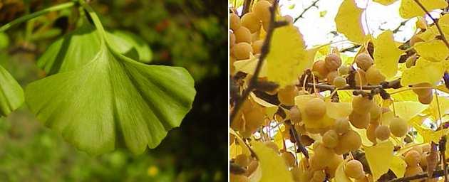 Il ginkgo Il ginkgo è il classico esempio del fossile vivente. L albero è l unica specie sopravvissuta del suo genere che durante il mesozoico comprendeva tante altre specie.