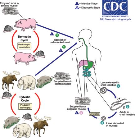 Gli adulti (intestino) si ritrovano a livello di base dei villi e delle cripte ghiandolari Le femmine partoriscono le larve newborn circolo linfoematico intestinale circolazione sistemica Fase