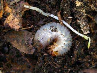 Le priorità Gestione delle specie alloctone Conservazione della Farnia (Quercus robur) Riequilibrare gli spazi aperti in rapporto alla copertura totale Conservazione del legno morto Controllo degli