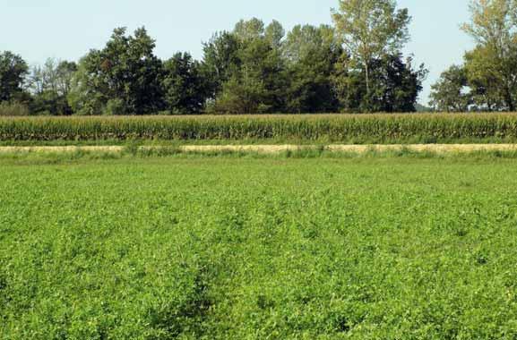 ANDAMENTO DEI PREZZI E AUTOSUFFICENZA AZIENDALE Sistema foraggero dinamico: una scelta vincente di E. Tabacco, L. Comino, A. Revello-Chion, G.