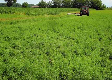 Le tappe di un nuovo sistema foraggero Riorganizzare il sistema foraggero aziendale, perseguendo l obiettivo della produzione della massima quantità di proteina ed energia netta latte per ettaro di