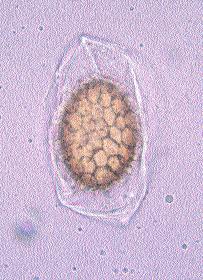 La dimensione dei carpofori rinvenuti è piccola, anche se solitamente arriva a dimensioni di 5-10 cm di diametro; Il peridio o scorza è liscio, di