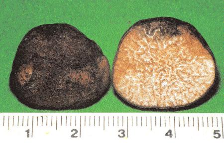 La gleba è di colore bruno-rossastra ma più chiara del peridio, con vene bianche numerose ed interrotte.