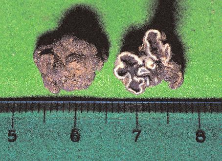 Carpofori solcati e tubercolati, piccoli di colore bruno ferrugineo scuro.