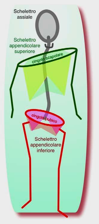 Lo scheletro Lo scheletro Scheletro si chiama la struttura di ca. 300 ossa umana, congiunte da ca.