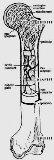 Ossa, cartilagine Le ossa non sono un tessuto amorfo ma tessuto connettivo