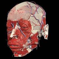Cranio Il cranio è un involucro stabile per il cervello (cranio cerebrale), è formato da: una parte di organi di sensi (occhi, orecchie, equilibrio, olfatto) le porte per il sistema