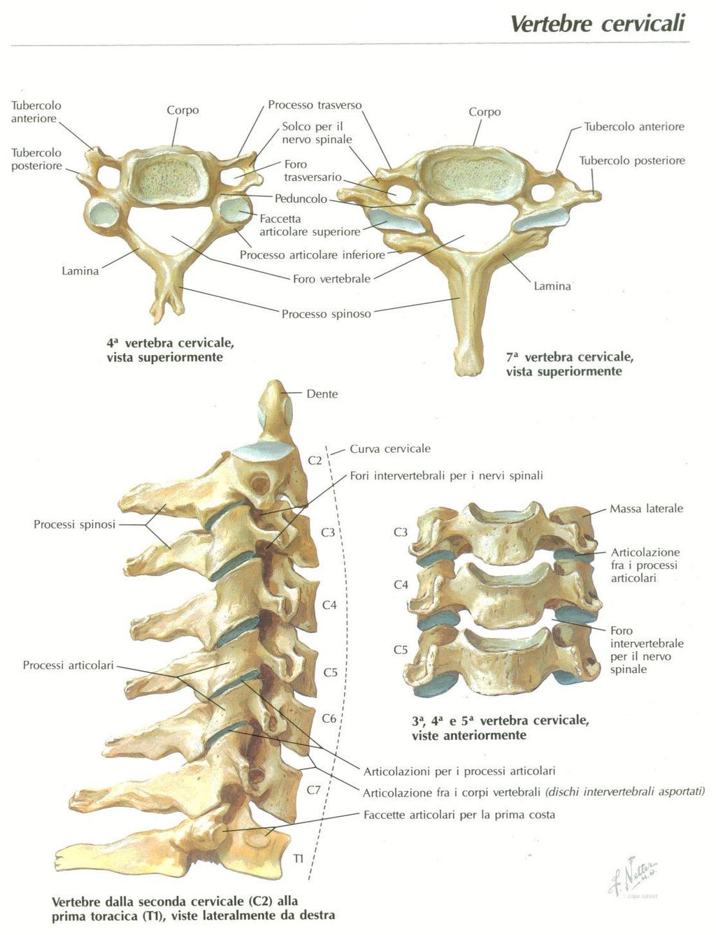 morfologiche delle vertebre si modificano procedendo in direzione cranio-caudale.