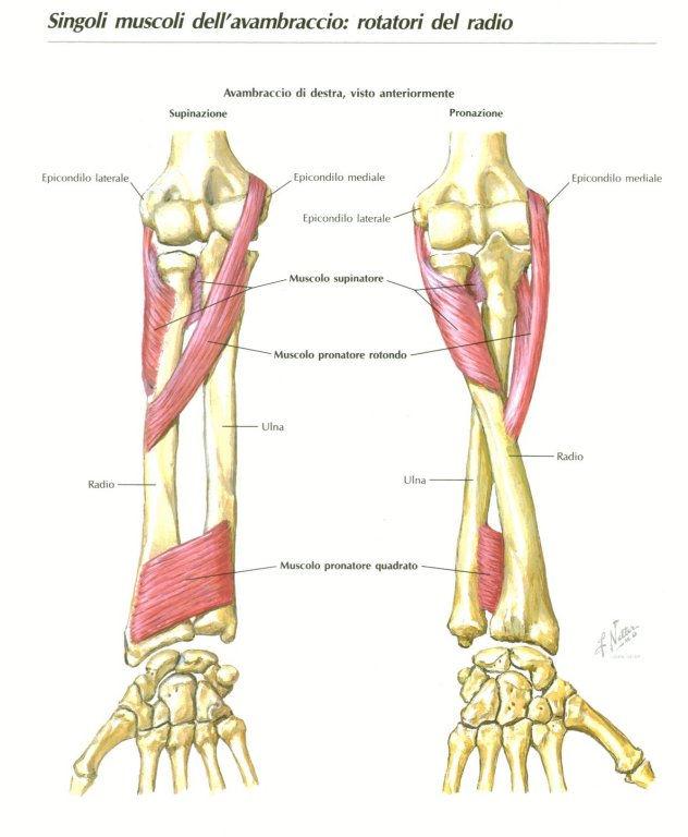 -Avambraccio: radio e ulna.