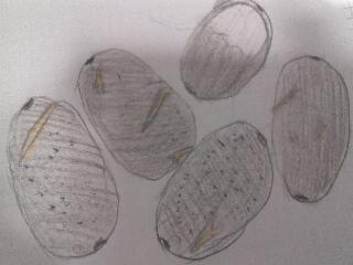 GIULIA: sono piccole palline per disegnare qualcosa, ma non è stato fatto bene. DIANA (2 ipotesi): potrebbero essere dei semini curativi. MAESTRO MASSIMO: sono uova di pesce. MAESTRA ELISA: sono semi.