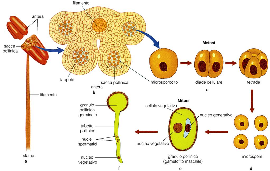 Inizialmente ciascuna sacca pollinica con;ene una massa di cellule in divisione dele microsporoci; Ogni microsporocito si divide per meiosi e forma 4 microspore aploidi Ogni