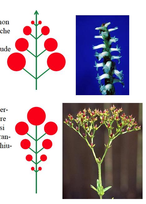 Le infiorescenze possono essere dis;nte in Infiorescenze indefinite o racemose: Un infiorescenze in cui l asse principale portante non porta alla sommità un fiore, ma un apice vegeta;vo che con;nua