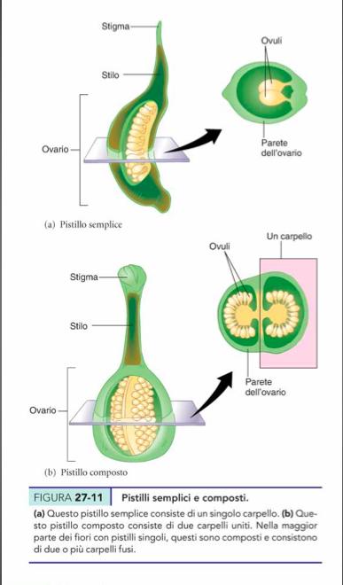 GINECEO Formato da pis;lli forma; da tre par; dis;nte: Ovario: porzione basale rigonfia che con;ene gli ovuli S;lo: stelo sokle