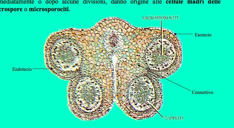 Androceo L antera è cos;tuita da 4 lobi allunga; dek sacche polliniche (microsporangi) E suddivisa in due teche tenute assieme da un connecvo.