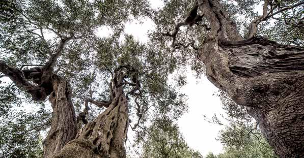 Ulivo millenario presso Agro di Molfetta Operai nel frantoio prima metà del 900 (foto Centro Studi Biscegliese) Fonti storiche raccontano che, nel XIII secolo, a Venezia, l olio proveniente da