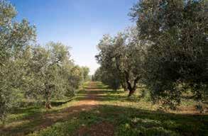 La Denominazione di origine e gli areali produttivi Le Cultivar Sono tre le cultivar di oliva da olio alla base della DOP Terra di Bari: La Denominazione di Origine Protetta Terra di Bari è riservata