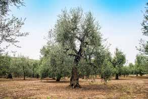 Possono concorrere altre varietà presenti negli oliveti in misura non superiore al 20%.