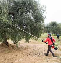 allevamento e le tecniche di potatura degli uliveti della zona di produzione