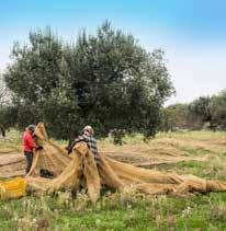 La raccolta delle olive deve avvenire entro e non oltre il 30 gennaio, a mano