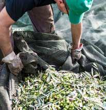 Le olive raccolte sono trasportate in frantoio in cassetta o in altri