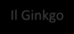 Il Ginkgo, più forte della bomba atomica In via Lungara del Rio,