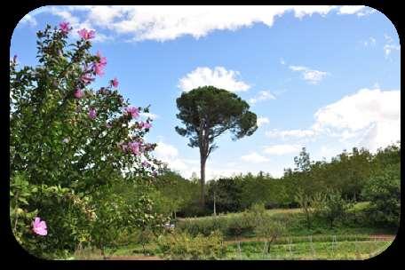Il pino di vedetta Proseguendo lungo via Rimessa, costeggiando una fila di Hibiscus syriacus, arbusto originario delle regioni sudorientali dell Asia ed apprezzato per i fiori dai colori vivaci, si