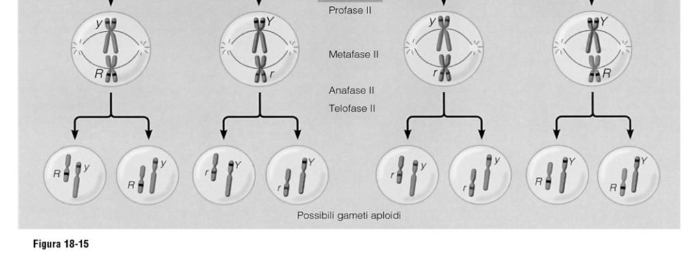 formazione dei gameti 3) Legge dell assortimento indipendente: in incroci di-ibridi i 2 caratteri considerati sono ereditati