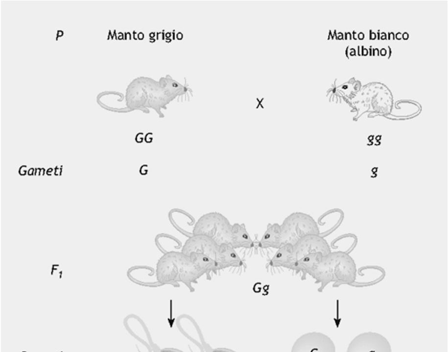 Regolarità e modalità di trasmissione mendeliana riscontrate