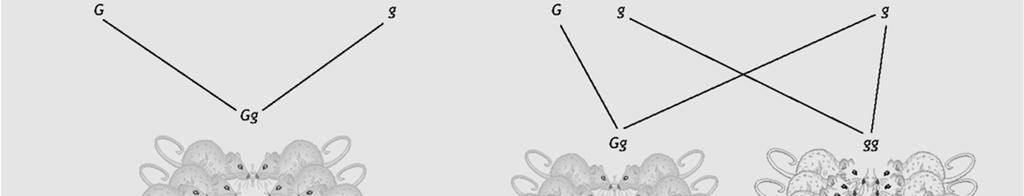 (potrebbe derivare da omozigote dominante o eterozigote) Con