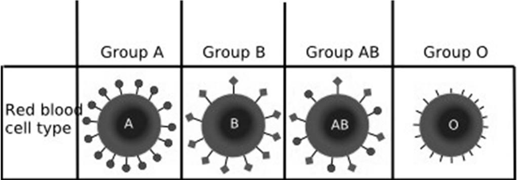 Allelia multipla A livello di popolazione possono esistere più alleli per uno stesso gene L allele più diffuso è