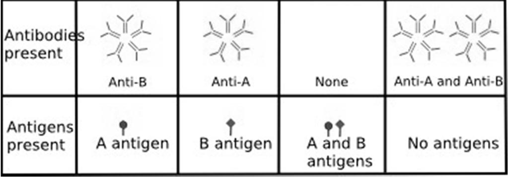 sono un esempio di alleli multipli.