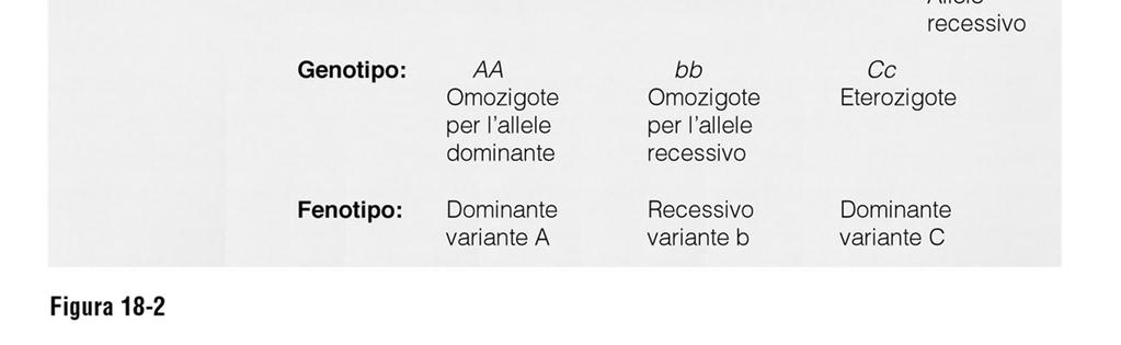 Mendel studiò come questi fattori (e quindi i caratteri) venivano