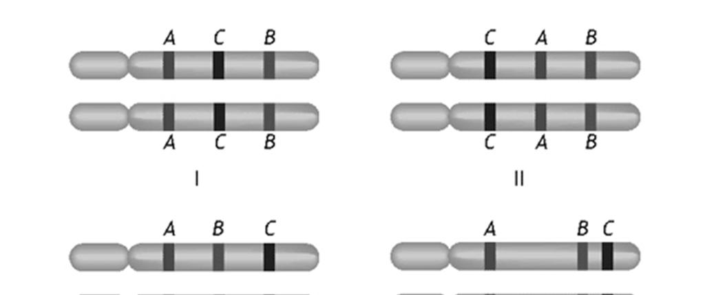 L analisi di Morgan e di suo allievo permise di costruire mappe geniche in cui la distanza fisica tra loci genici era stimata sulla base delle freq di ricombinazione Maggiore distanza maggiore