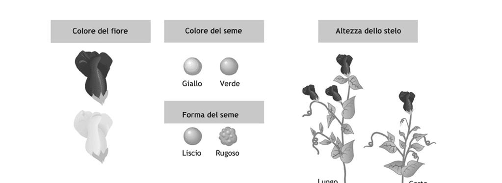 Il successo di Mendel deriva da: Approccio sperimentale con metodo