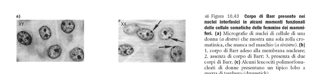 Nelle femmine, in stadi precoci embrionali, Il cromosoma X va incontro a