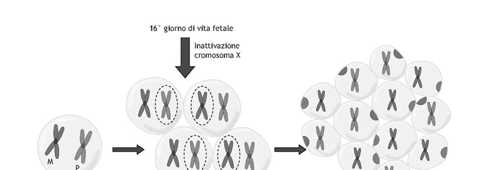 Il silenziamento evita che nella femmina ci sia espressione eccessiva di alcuni geni (rispetto al maschio): compensazione di