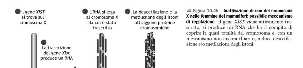 L inattivazione di uno dei 2 X è guidata dal prodotto di un gene presente